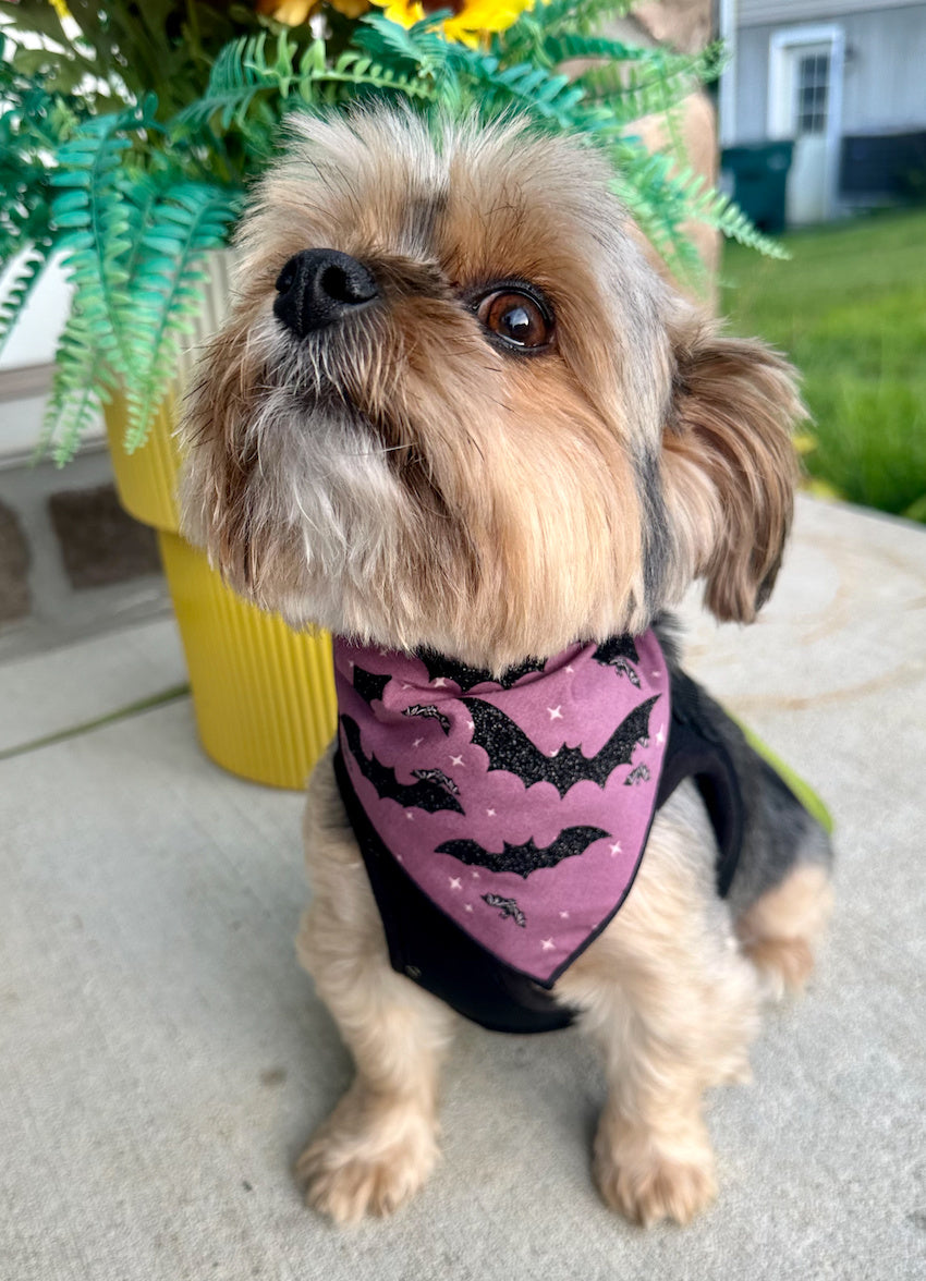 Halloween Bandana | Halloween Dog Bandana | Fall Bandana | Baby Bats - Southlake Paws