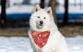 Load image into Gallery viewer, Christmas Bandana |  XMAS Bandana | Holiday Bandana | Poinsettia | Dog Bandana
