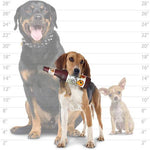 Silly Squeakers®  Beer Bottle - Barks