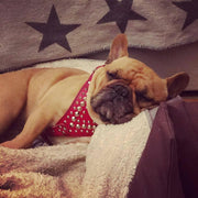 'Star'' Harness Small to Medium size