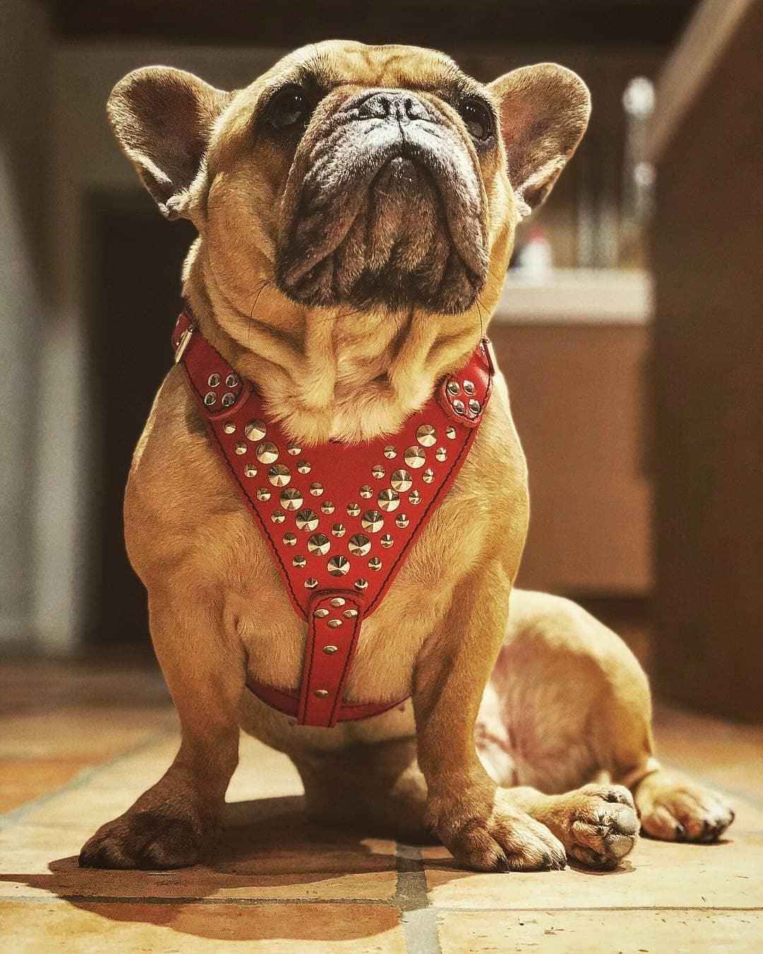 'Star'' Harness Small to Medium size