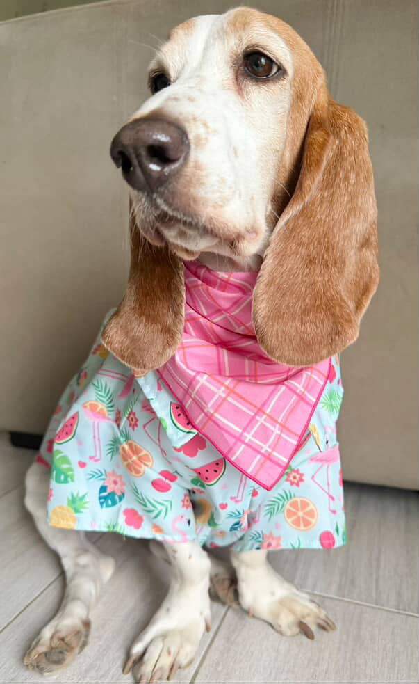 Spring Bandana, Spring Plaid Dog Bandana, Red, Pink, Easter
