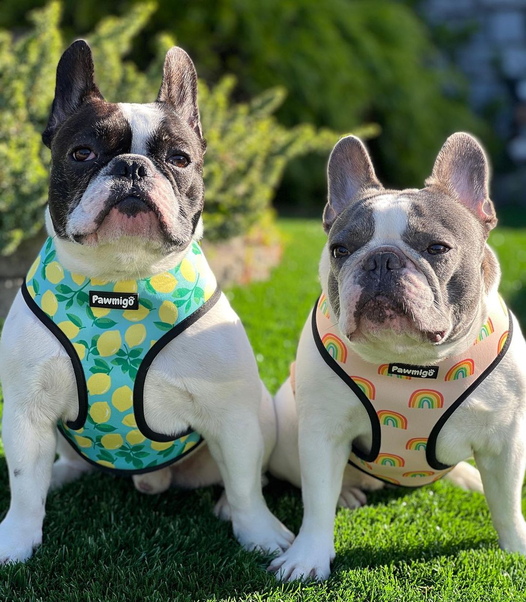 Chasing Rainbows Reversible Harness - Southlake Paws