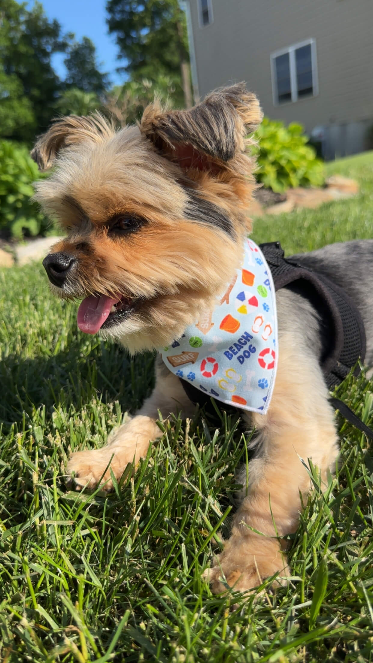 Summer Bandana | Nautical Bandana | Camping | Beach | BEACH DOG | Dog Bandana - Southlake Paws