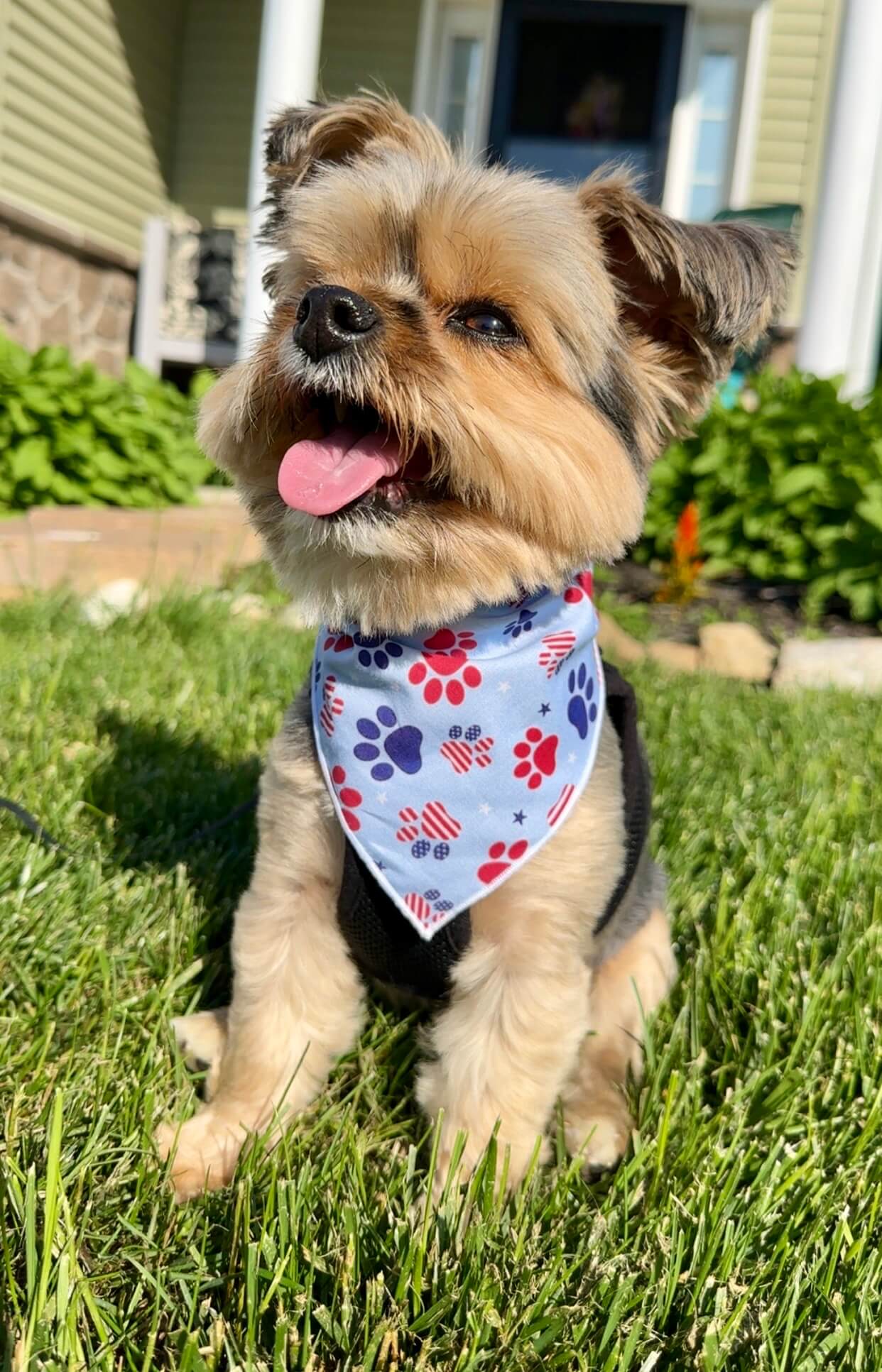 Patriotic | Memorial Day Bandana | USA | Patriotic bandana | Fourth of July | 4th - Southlake Paws