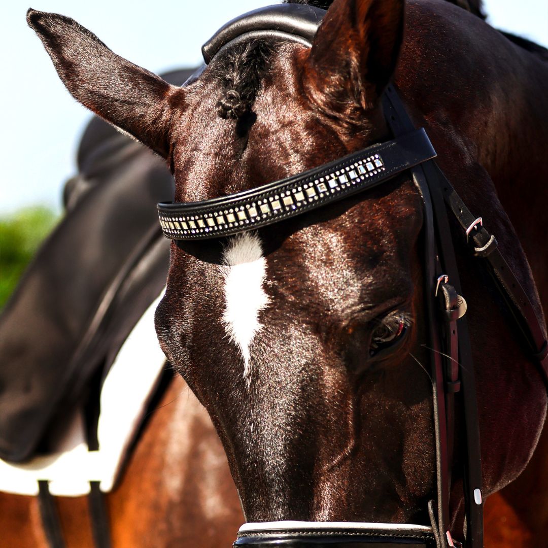 Black and white browband from Southlake Paws, featuring decorative detailing on a horse's bridle.