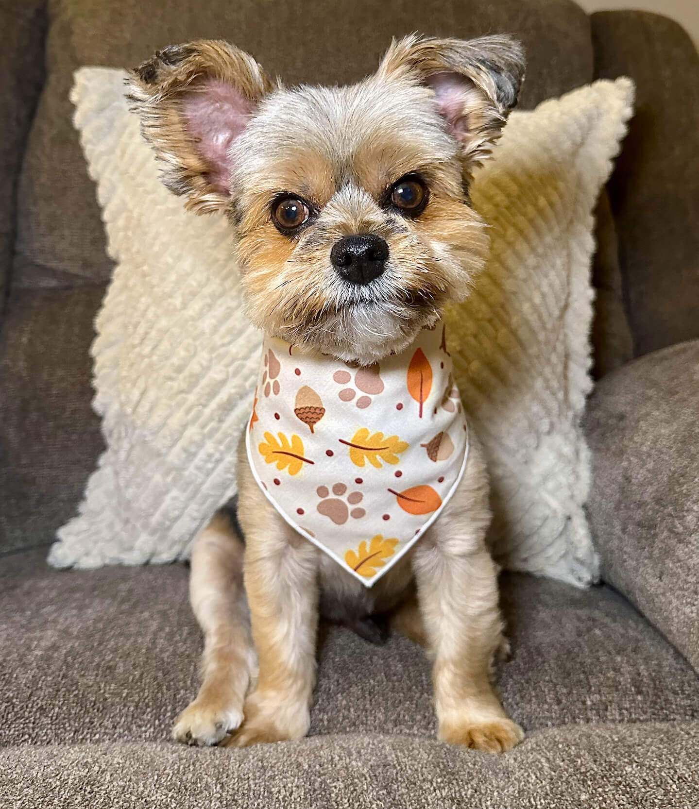 Fall Bandana | Halloween Dog Bandana | Thanksgiving | Leaves, Acorns, Paws - Southlake Paws