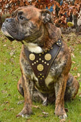 Load image into Gallery viewer, The "Maximus" brown harness
