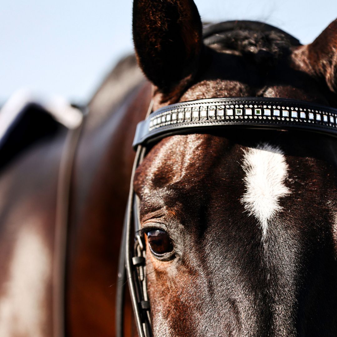 Black and white browband by Southlake Paws, featuring a shiny design, worn on a brown horse's bridle.