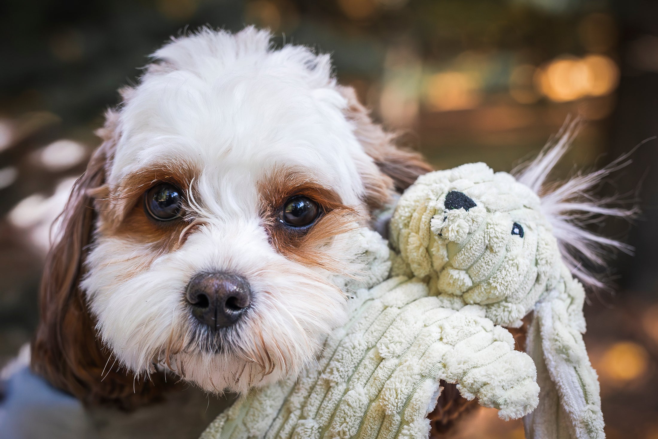 Barnyard HuggleFlatties™ Assorted Durable Plush Dog Toys (3pk) - image 11