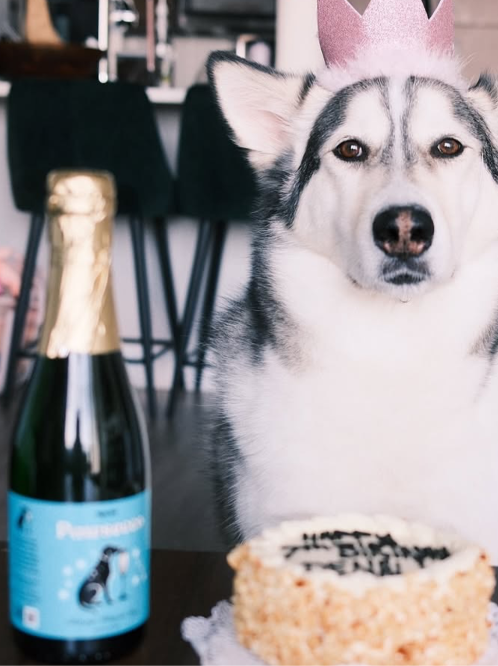 Pawsecco Celebration Dog Water poured into a bowl for dogs