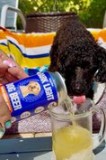 Load image into Gallery viewer, Bark Light Pumpkin Dog Water lifestyle image for dog hydration
