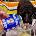 Load image into Gallery viewer, Bark Light Pumpkin Dog Water
