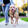 Load image into Gallery viewer, Paper Flags Freedom No-Pull Dog Harness – EarthStyle
