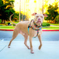 Load image into Gallery viewer, Paper Flags Freedom No-Pull Dog Harness – EarthStyle
