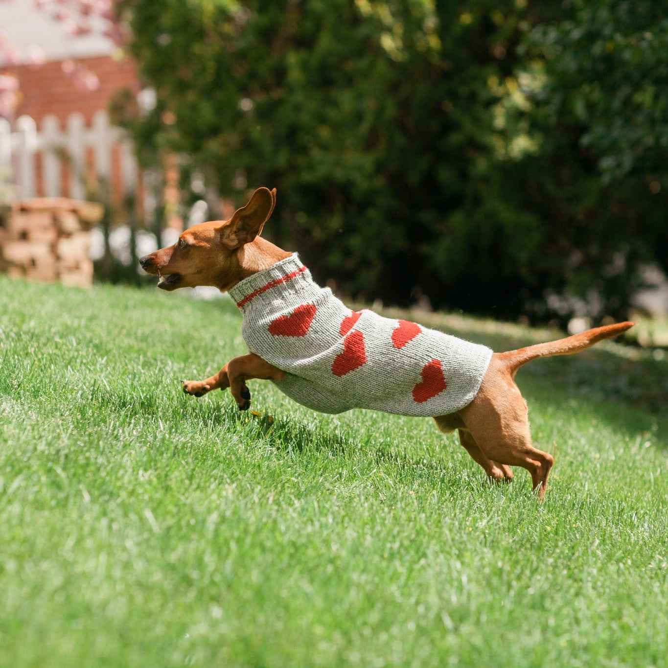 Red Hearts Dog Sweater