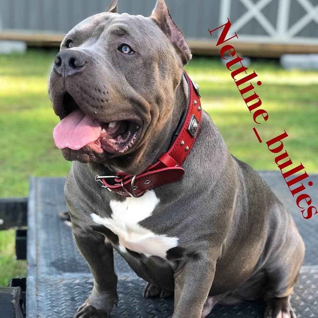 The "Eros" collar 2.5 inch wide RED