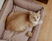 Velvet Cat Bed Dreamer