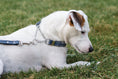 Load image into Gallery viewer, Martingale Blue Jeans Leather Dog Collar
