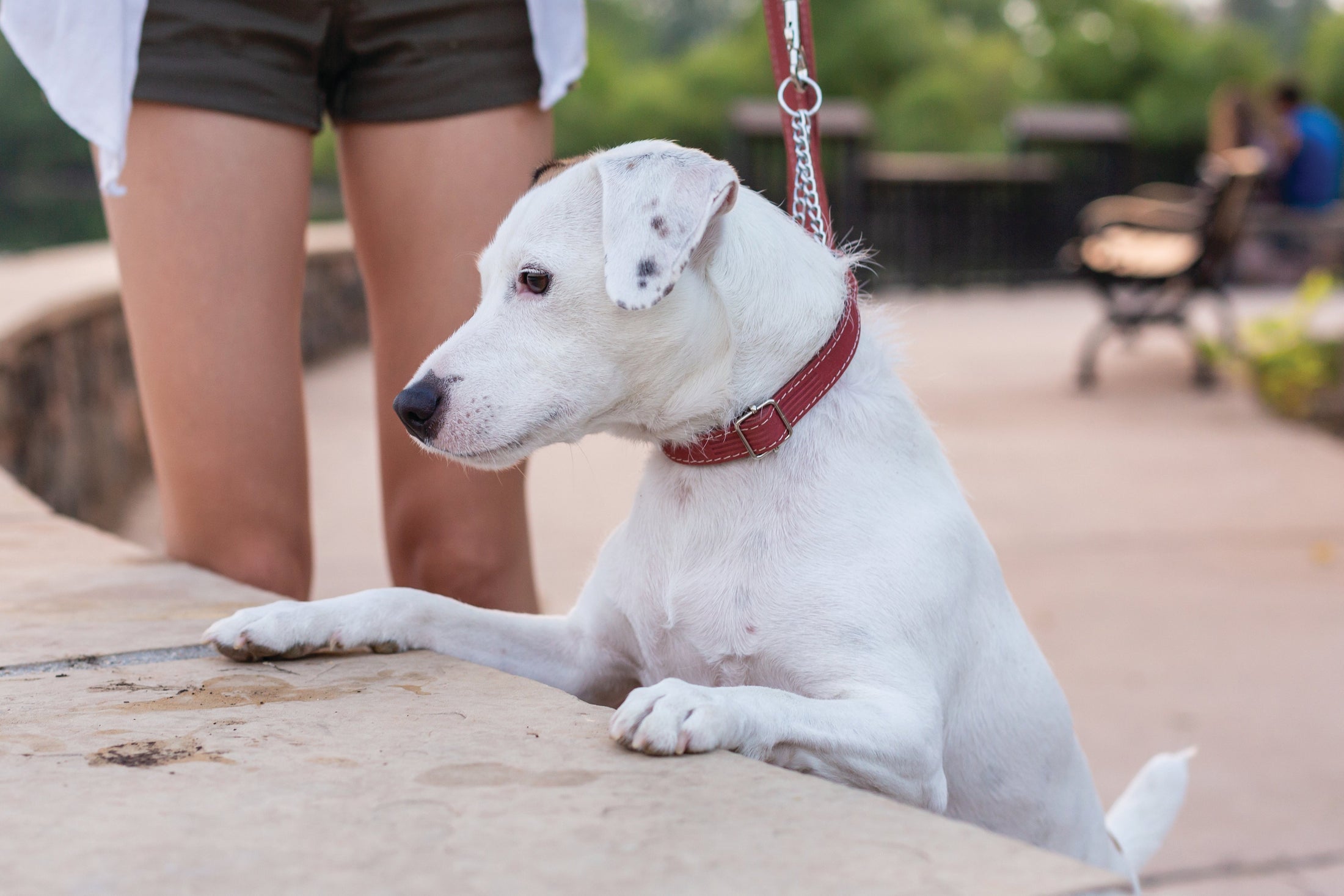 Martingale Coral Reef Leather Dog Collar - image 4