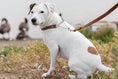 Load image into Gallery viewer, Martingale Earth Brown Leather Dog Collar - image 5
