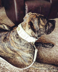 Load image into Gallery viewer, The "Maximus" leash white & gold
