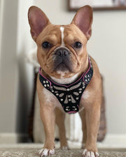 The ''Ariel'' harness Small to Medium Size 