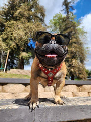 The ''Eros'' harness Green Small to Medium Size 