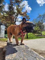 The ''Eros'' harness Green Small to Medium Size 