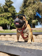 The ''Eros'' harness Green Small to Medium Size 