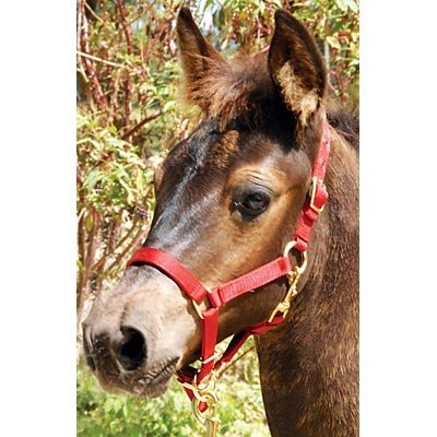 Jeffers Adjustable Nylon Miniature Horse Halter