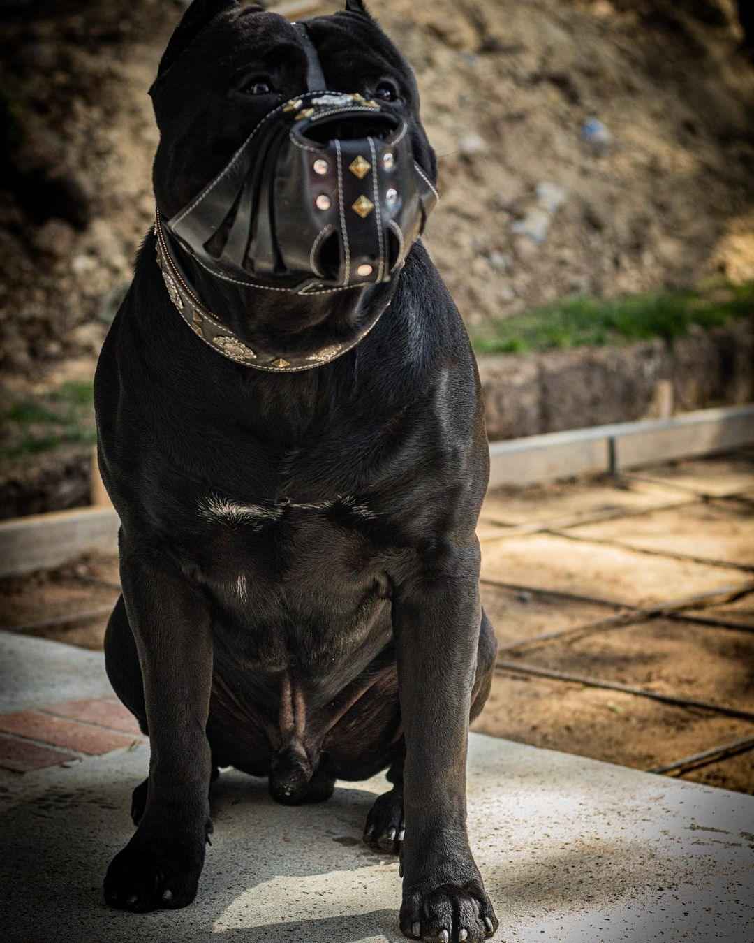 'Aztec'' Basket Muzzle Black
