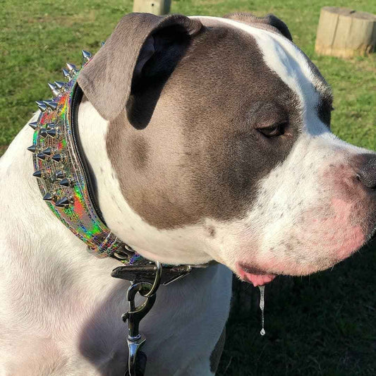 'Chameleon'' LIMITED big dog collar