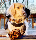 Load image into Gallery viewer, BOW TIE - WILDEST ONE

