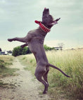 Load image into Gallery viewer, Red "Frenchie" collar
