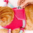 Load image into Gallery viewer, Stasia Cat Harness & Leash Set
