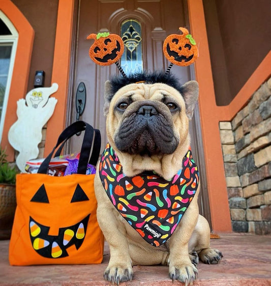 Trick N Treat Cooling Bandana - Southlake Paws