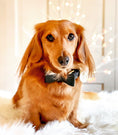 Load image into Gallery viewer, BOW TIE - DARK NIGHT
