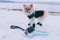 Load image into Gallery viewer, LEASH - DESERT MINT
