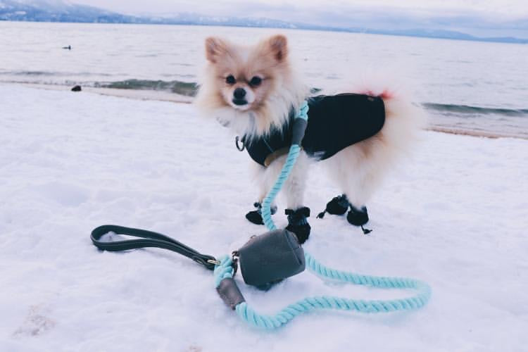 LEASH - DESERT MINT