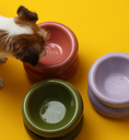 Load image into Gallery viewer, Soufflé Pet Bowl - Purple
