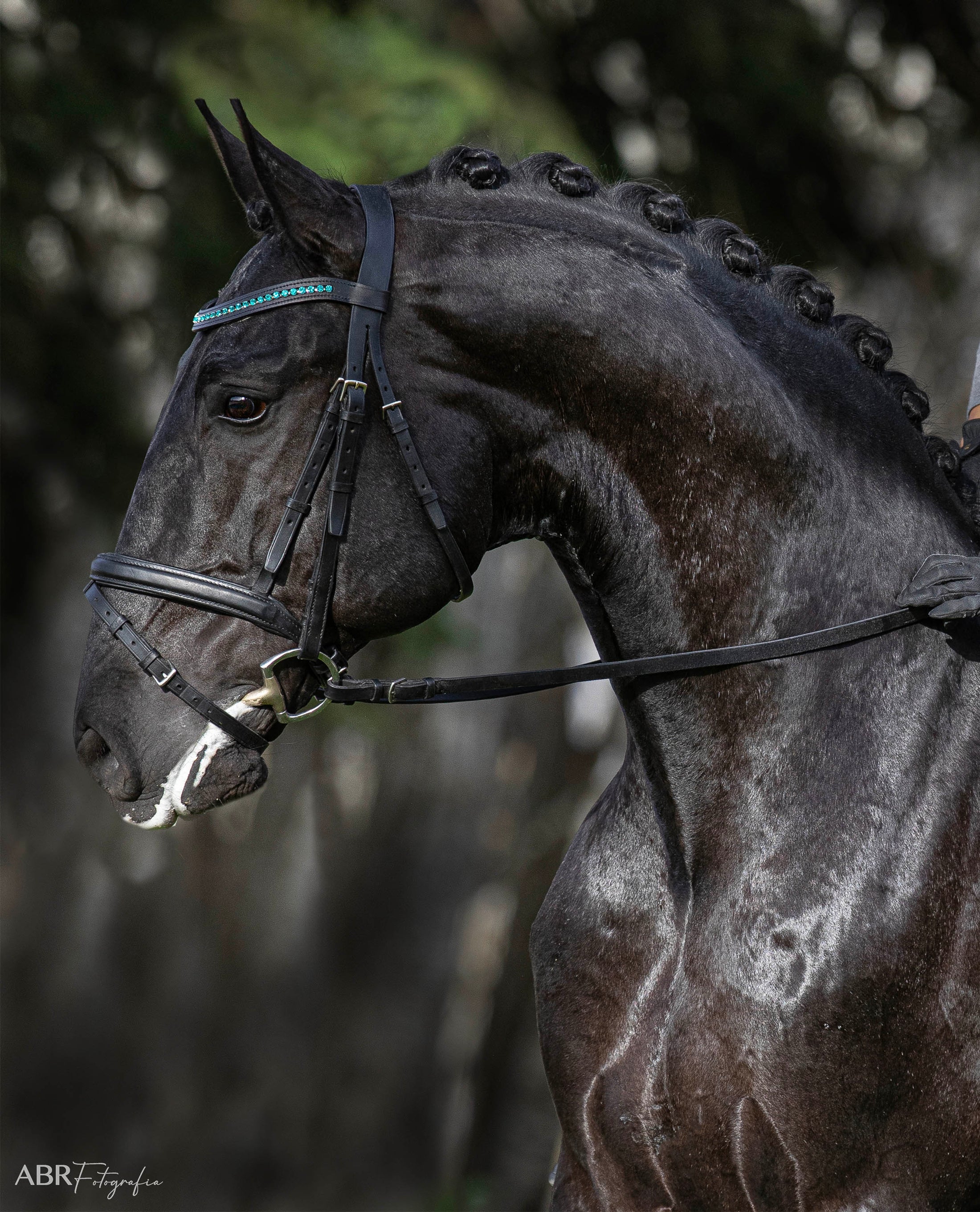 Teal Browband by Southlake Paws on a black horse, showcasing a sleek design and elegant detailing.