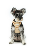 Load image into Gallery viewer, NO PULL ACTIVE  PET HARNESS - APRICOT
