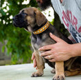 Load image into Gallery viewer, The "Superstar" puppy dog collar
