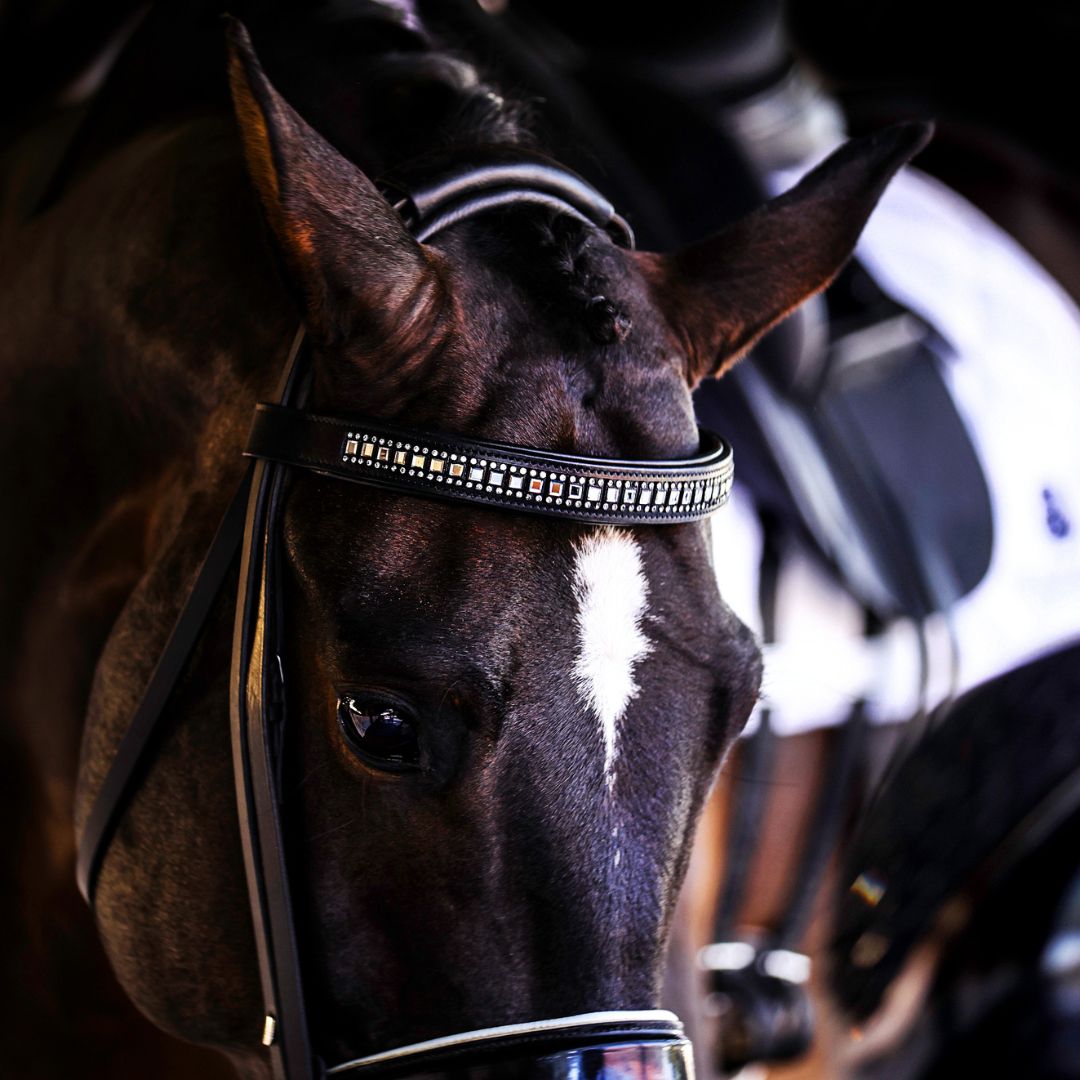 Black and white browband with rhinestones on a horse's bridle, showcasing the horse's head and elegant details.