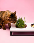 Load image into Gallery viewer, Three Bowls Lunch Bar for Cats - Southlake Paws
