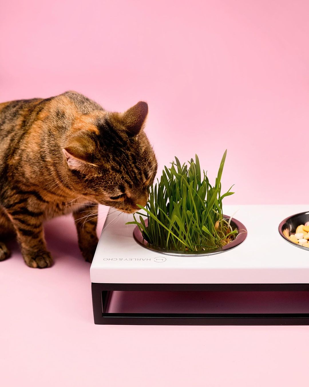 Three Bowls Lunch Bar for Cats - Southlake Paws