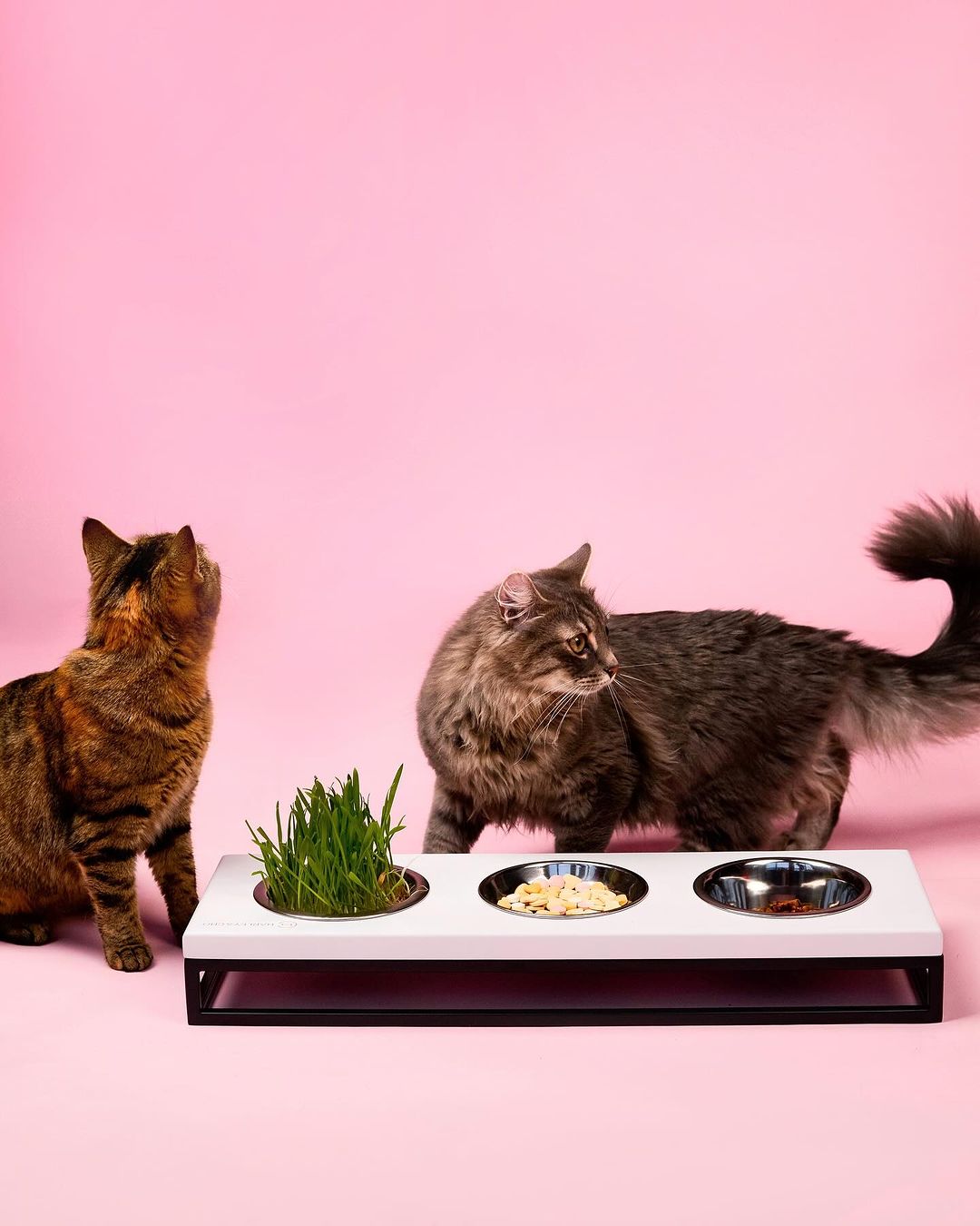 Three Bowls Lunch Bar for Cats - Southlake Paws
