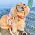 Load image into Gallery viewer, HARNESS - BELLA ROSE
