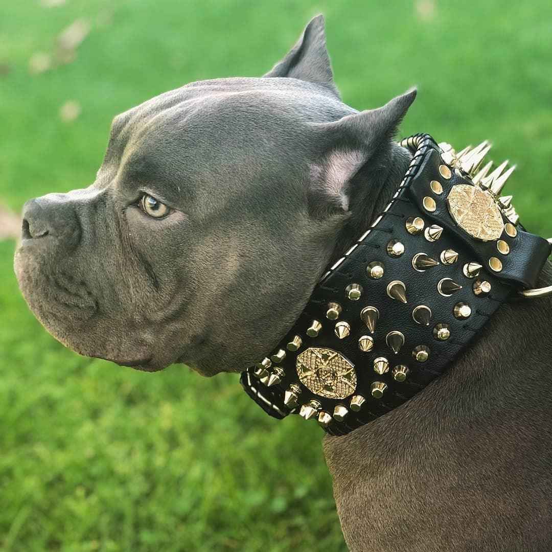 'Imperium'' hand stitched 8 cm wide show collar